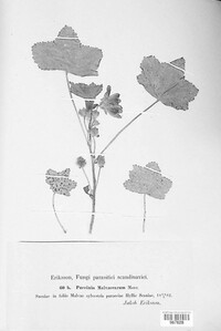 Puccinia malvacearum image